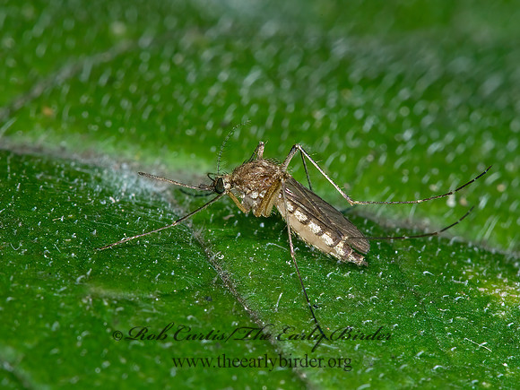Culex  MOSQUITO6027963z