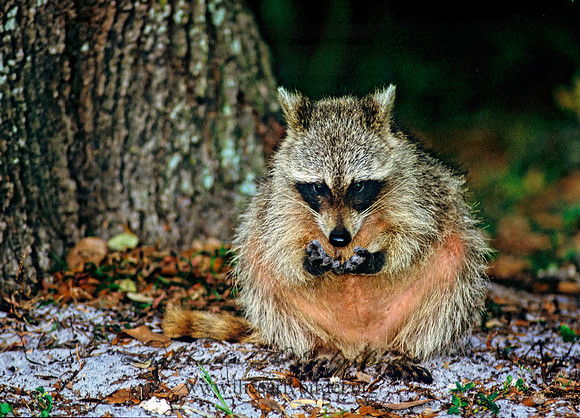 Procyon lotor  RACCOON 251430 z