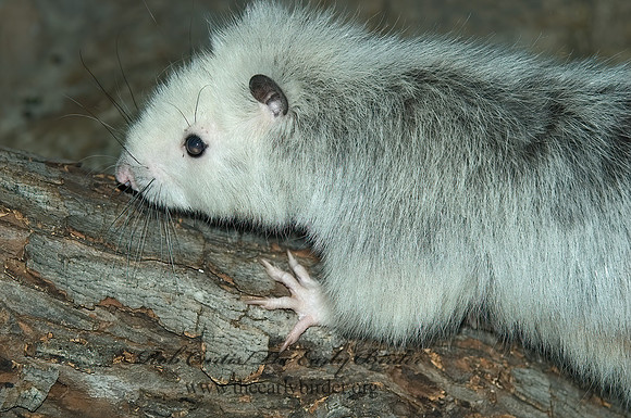 Phloeomys pallidus  SLENDER TAILED CLOUD RAT 5017320 z