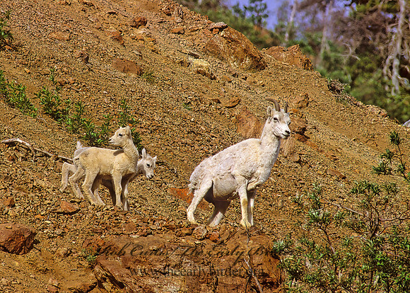 Ovis dalli  DALL SHEEP 235706 z