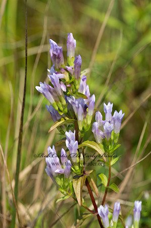 Gentianella quinquefolia var. occidentalis  STIFF GENTIAN 9041891z