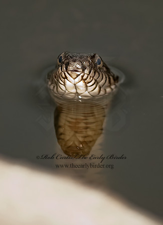 Nerodia sipedon  NORTHERN WATER SNAKE 8023565z