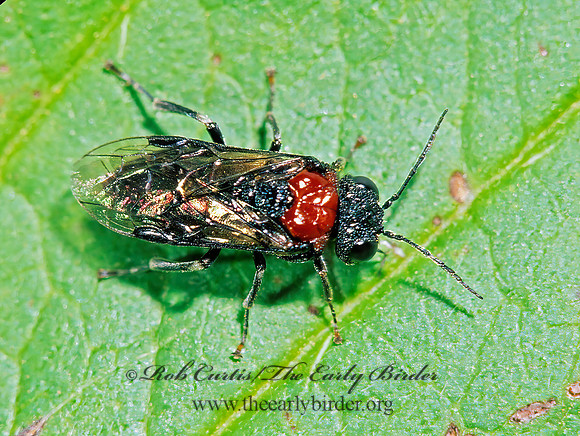 Eriocampa ovata 211106z