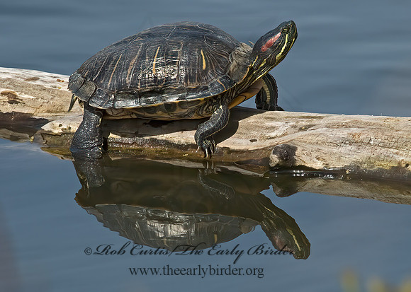 Trachemys scripta elegans  RED EARED SLIDER  5005071z