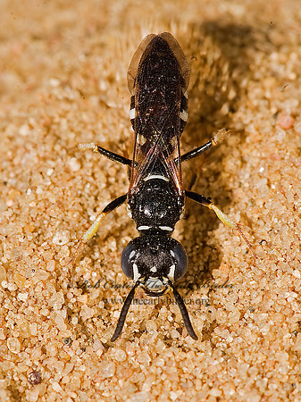 Philanthus politus  BEEWOLF WASP 8016776z
