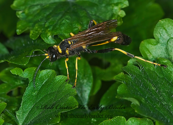 Sceliphron caementarium 6012612z