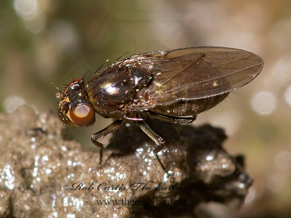 Dichaetaa  SHORE FLY 9003365z