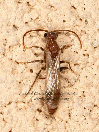 Chyphotes  CHYPHOTID WASP 3036326z