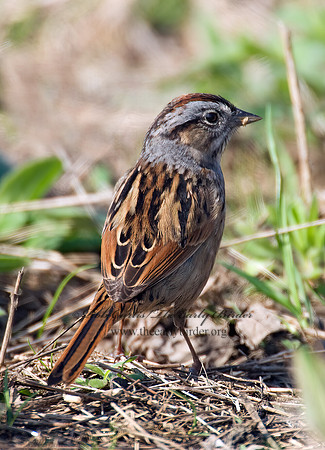 Melospiza georgiana  SWAMP SPARROW 7014350z
