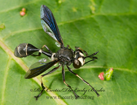Physocephala tibialis  THICK-HEADED FLY 9013682z