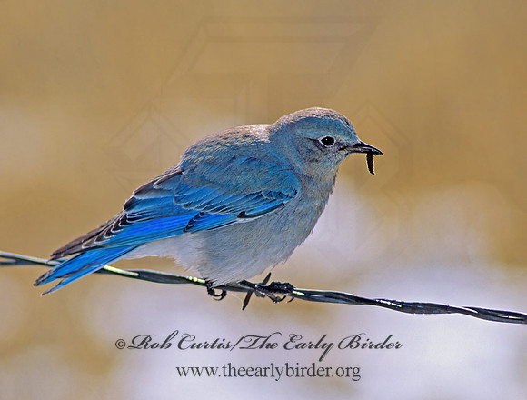 Sialia currucoides  MOUNTAIN BLUEBIRD  119919z