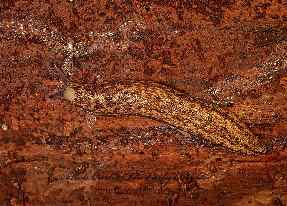 Philomycus virginicus VIRGINA MANTLE SLUG 166717z