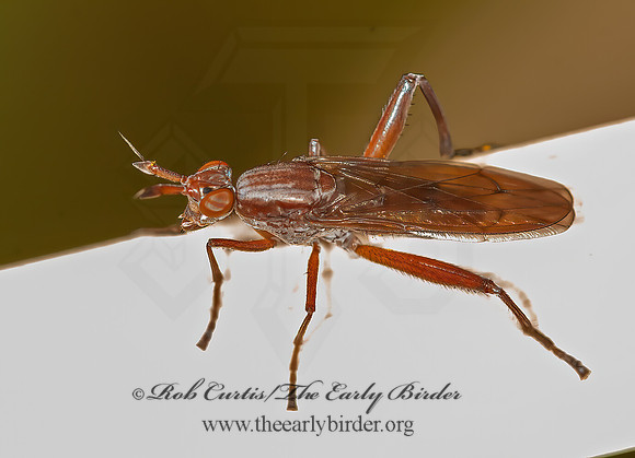 Sepedon fuscipennis  MARSH FLY 5016877z