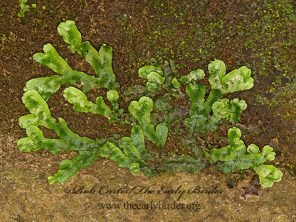 Conocephalum conicum~  THALLOSE LIVERWORT 9049730z