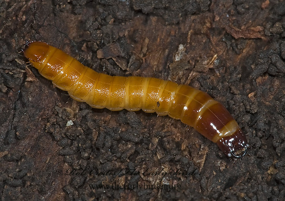 Oophorini AGYRPNINAE CLICK BEETLE 5002750