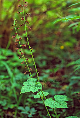 Tolmiea menziesii  BRISTLE FLOWER 150411z