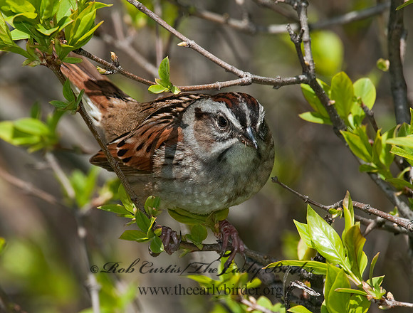 Melospiza georgiana  SWAMP SPARROW 3007240z