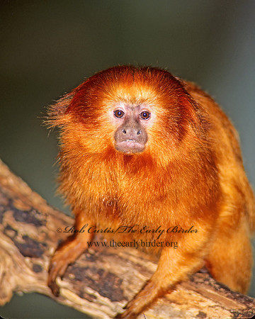 Leontideus rosaria  GOLDEN LION TAMARIN 97131z