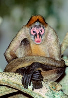 Ateles SPIDER MONKEY 97127z