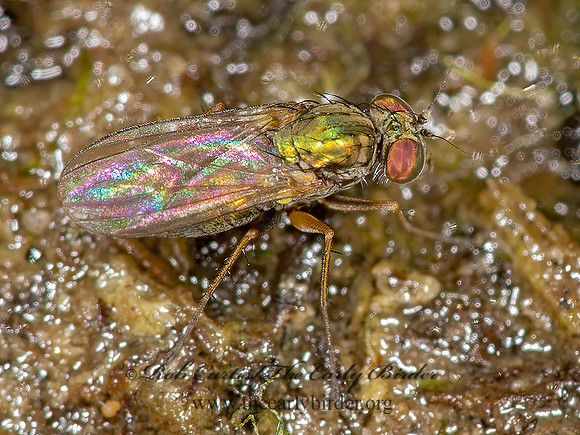 Achradocera barbata  LONGLEGGED FLY 9003396z