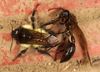 Bombus ephippiatus MESOAMERICAN BUMBLEE 196212z