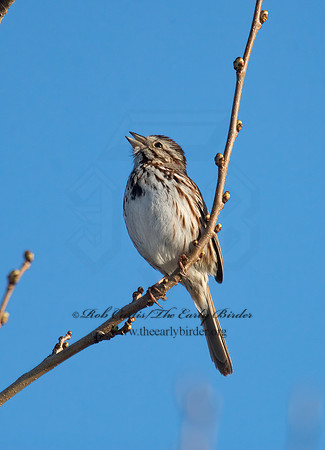 Melospiza melodia  SONG SPARROW 7014465z
