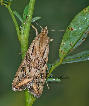 Loxostege cerealis ALFALFA WEBWORM 6013536z