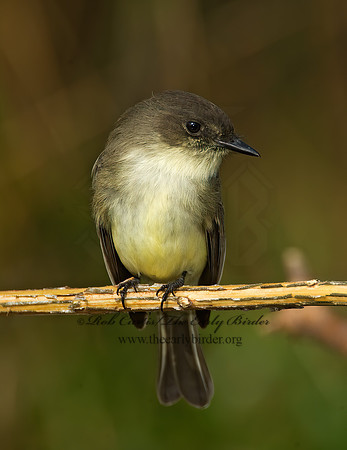 Sayornis phoebe  EASTERN PHOEBE 8019297z