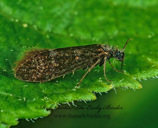 Eriocrania semipurpurella PURPLISH BIRCH-MINER MOTH 237204z