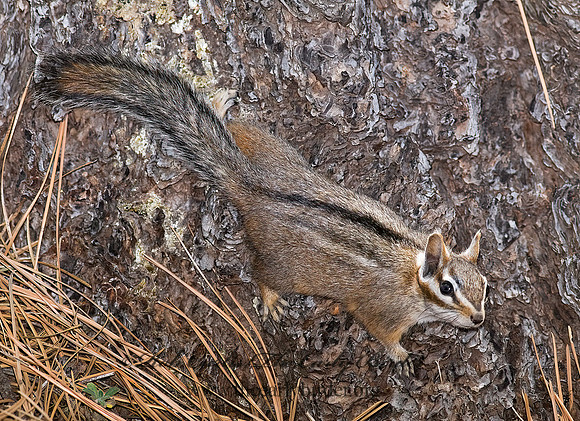 Neotamias dorsalis  CLIFF CHIPMUNK 6026927z