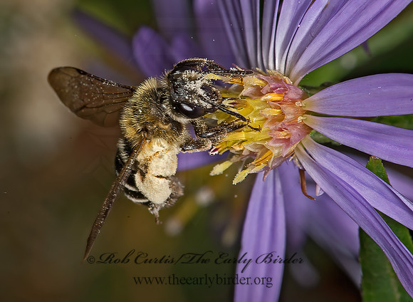 Andrena chromotricha,cf. runcinatae 9014665z