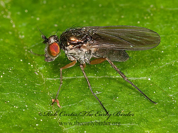 Gymnopternus  LONG-LEGGED FLY 3015263z