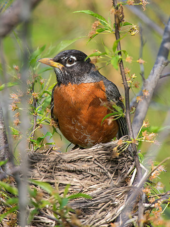 Turdus migratorius  AMERICAN ROBIN 9045937z