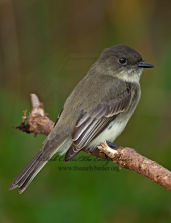 Sayornis phoebe  EASTERN PHOEBE 8019337z