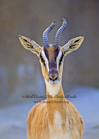 Gazella soemmeringi  SOEMMERING'S GAZELLE 126725z