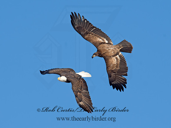 Haliaeetus leucocephalus  BALD EAGLE 9019103z