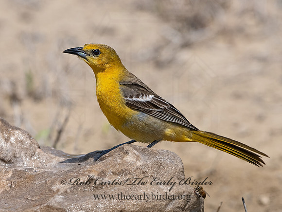 Icterus cucullatus  HOODED ORIOLE 3034608z