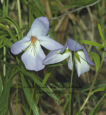 Viola pedata  BIRDSFOOT VIOLET 4000935z