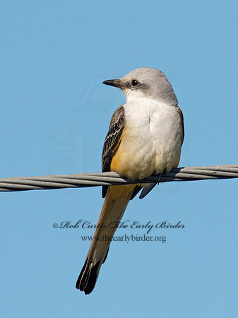 Tyrannus forficatus SCISSOR-TAILED FLYCATCHER 9006770z