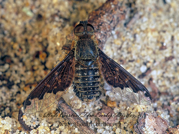 Hemipenthes jaennickeana  VILIINI BEE FLY 166723z