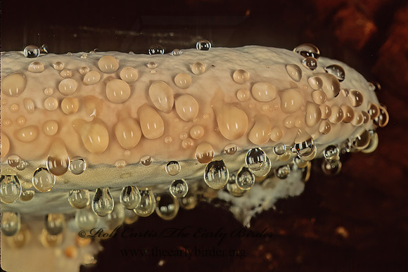 Fomitopsis pinicola grp  CONIFER BRACKET 150217z