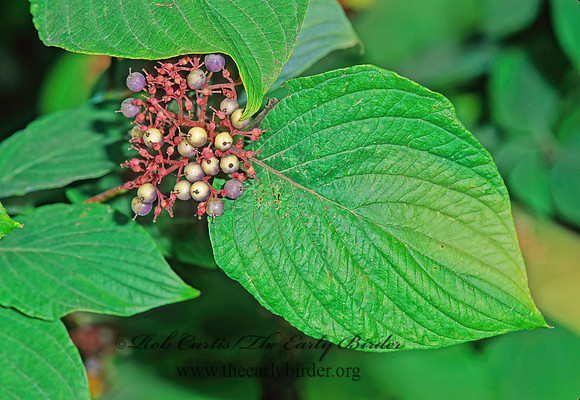 Cornus rugosa  ROUNDLEAF DOGWOOD 211022z