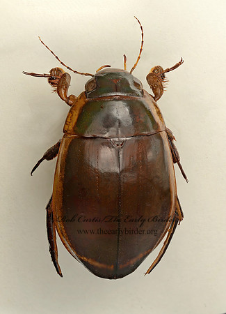 Dytsicus verticalis  PREDACEOUS DIVING BEETLE 9019479z