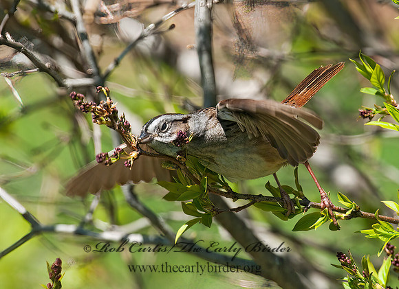 Melospiza georgiana  SWAMP SPARROW 3007229z