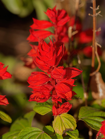 Salvia splendens  TROPICAL SAGE 3015127z