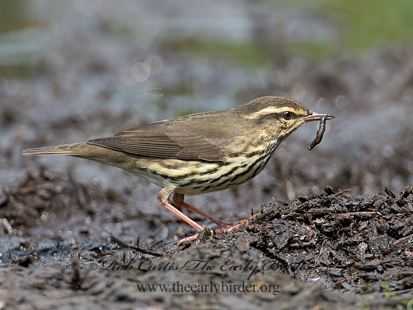 Parkesia noveboracensis  NORTHERN WATERTHRUSH 9004785z