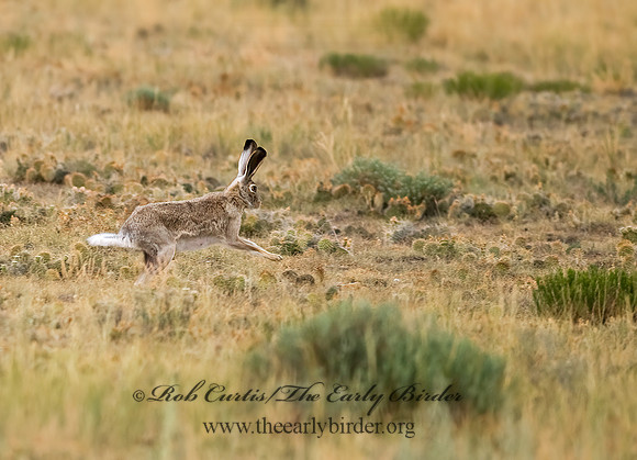 Lepus californicus  BLACK-TAILED JACKRABBIT 6027866z