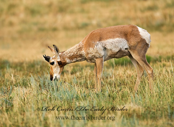 Antilocapra americana  PRONGHORN 7011587z