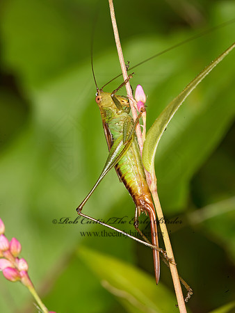 Conocephalus brevipennis  SHORT-WINGED MEADOW GRASSHOPPER  9025426z