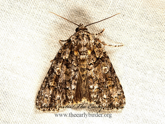 Acronicta  DAGGER MOTH 9048192z